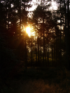 Photo of sunlight through trees