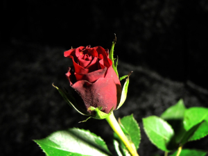 Photo of red rose