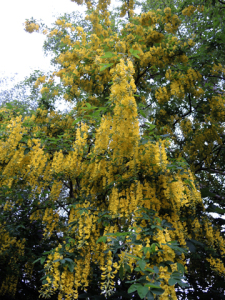 Photo of laburnum tree