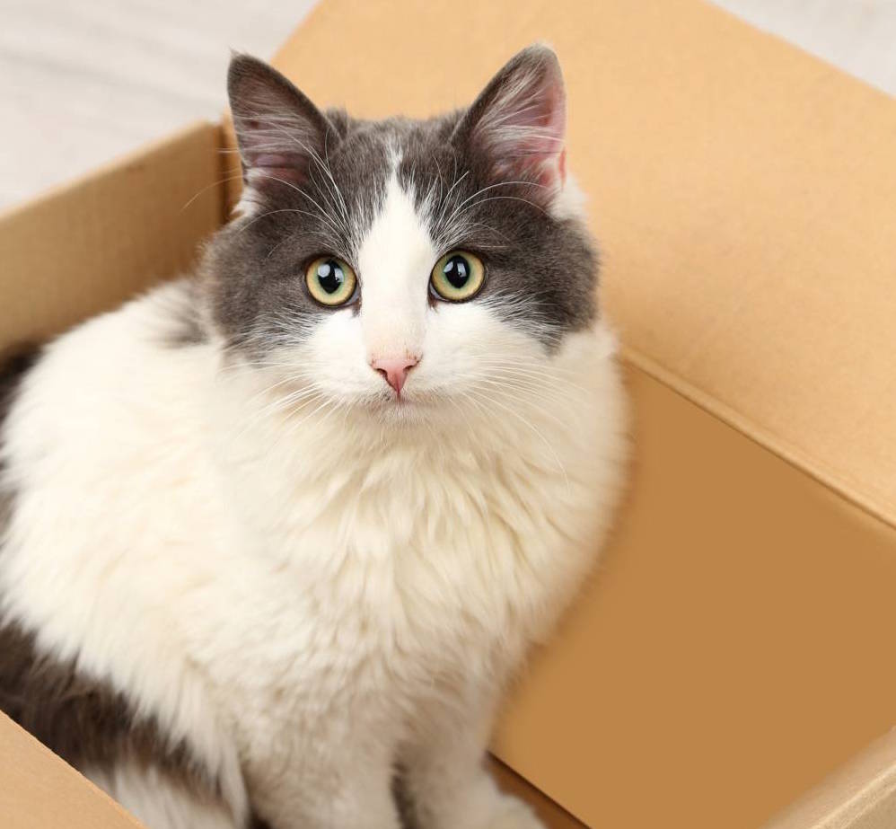 Demystified: 5 Reasons Why Cats Adore Boxes