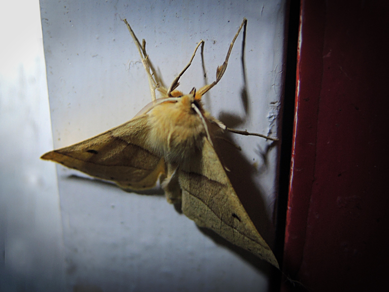 Photo of scalloped oak moth