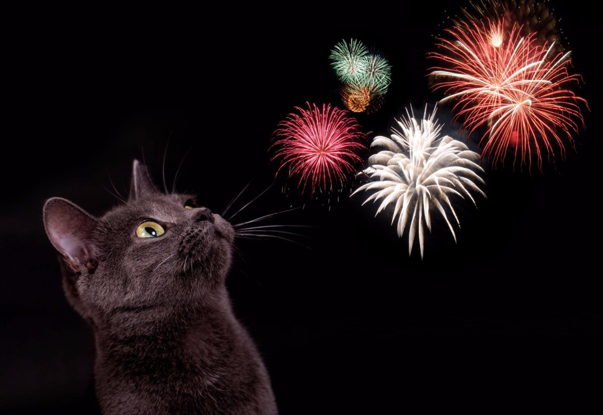 Tips for Helping Your Cat through the Fireworks Season