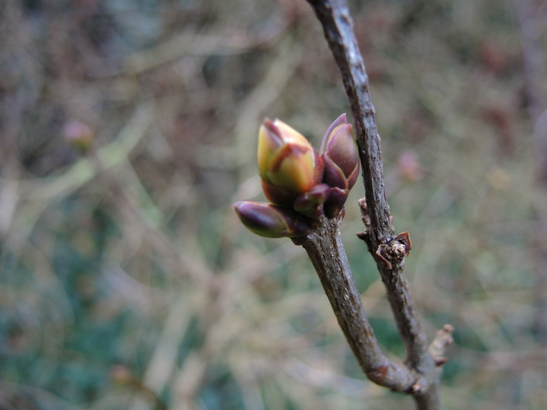 Photo of lilac buds