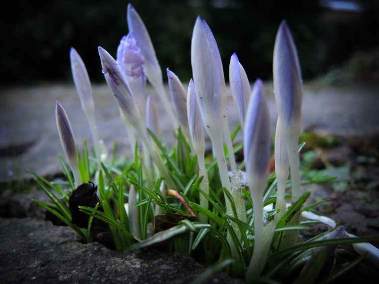 Photo of crocuses in path with snowflake