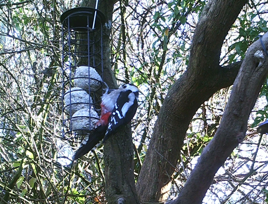 Photo of great spotted woodpecker