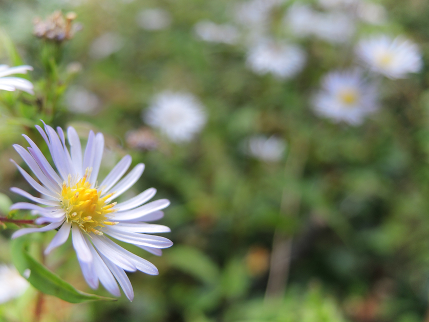 Photo of michaelmas daisies