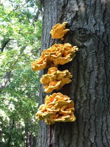 One of my favorite mushrooms- the Chicken of the Woods