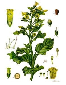 Nicotiana Rustica Botanical Drawing