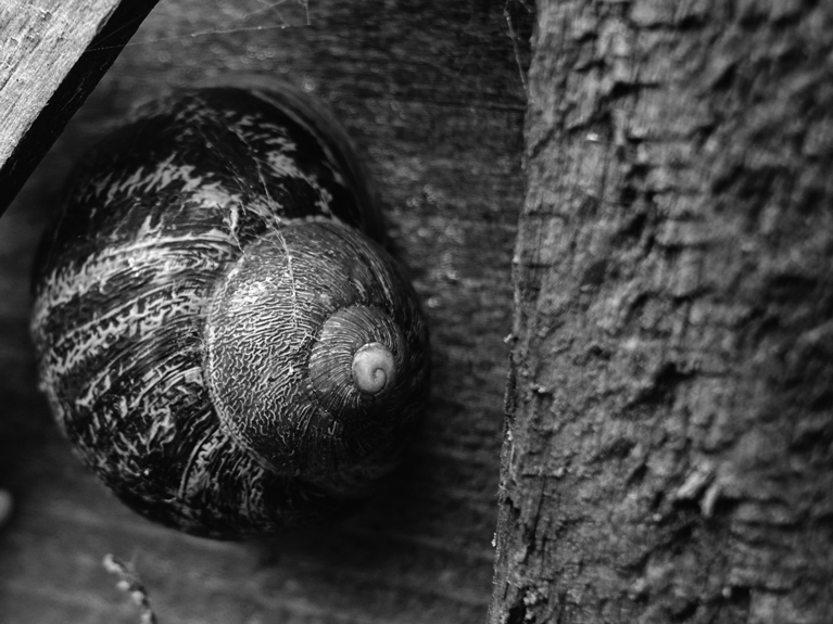 black and white photo of snail on fence